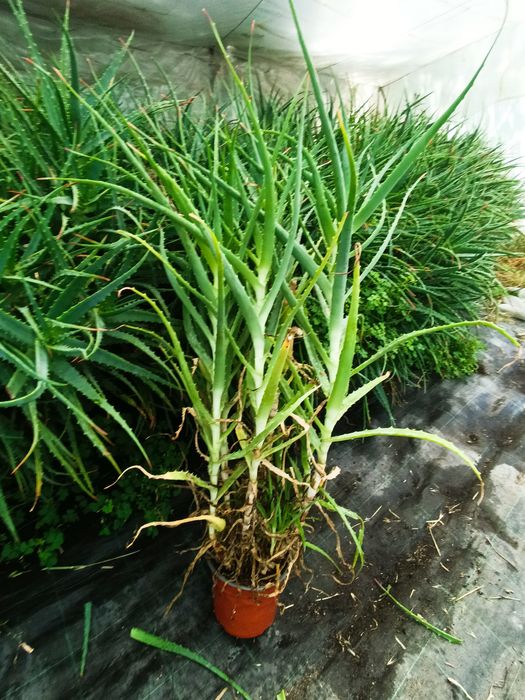 Алое вера в саксия