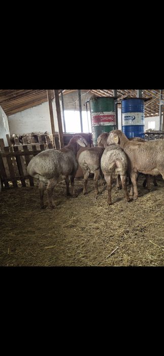 Арашан қошқарлар - Арашан кочкары