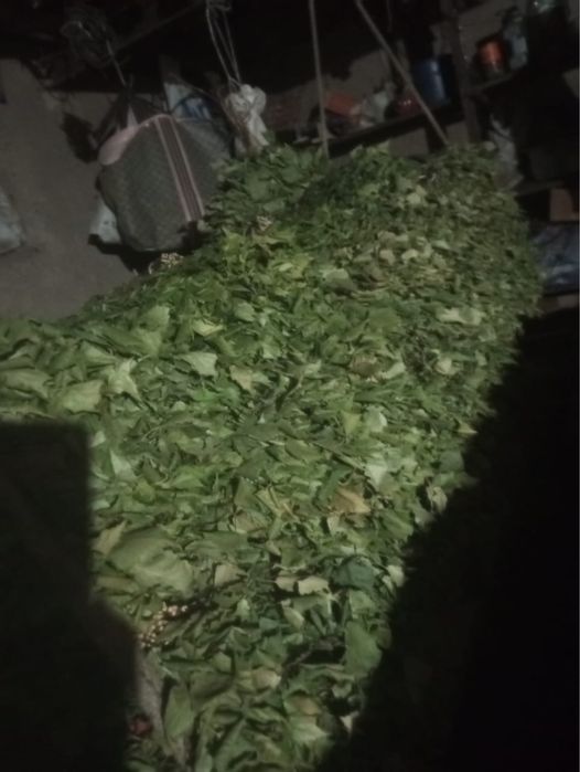 Продам банные веники