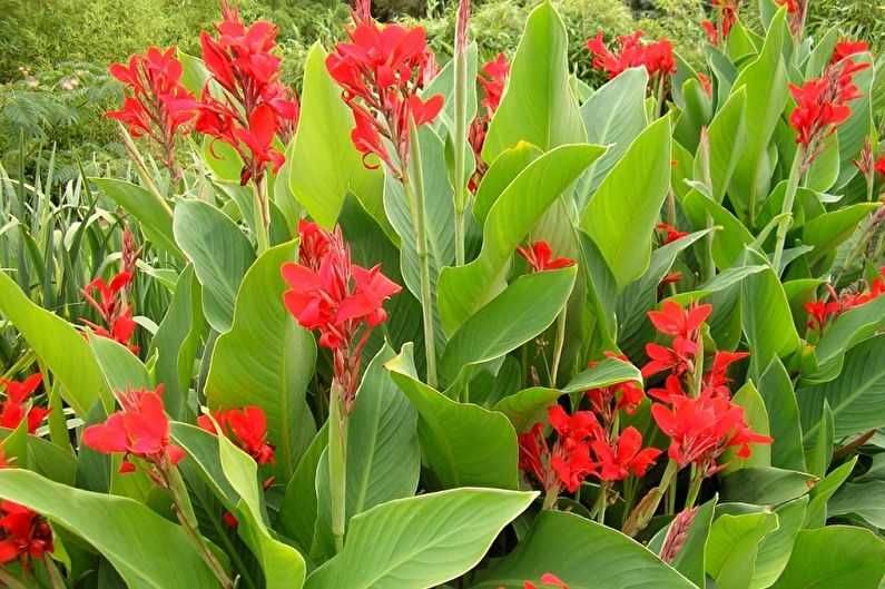 Ацидантера, канны