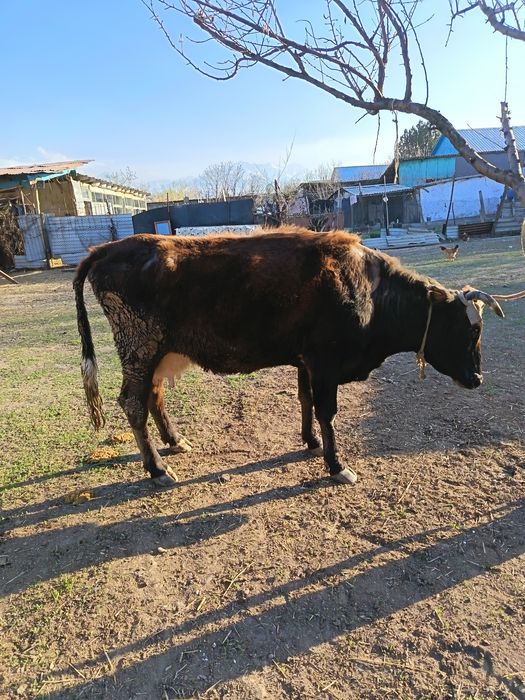 Продам молочную корову