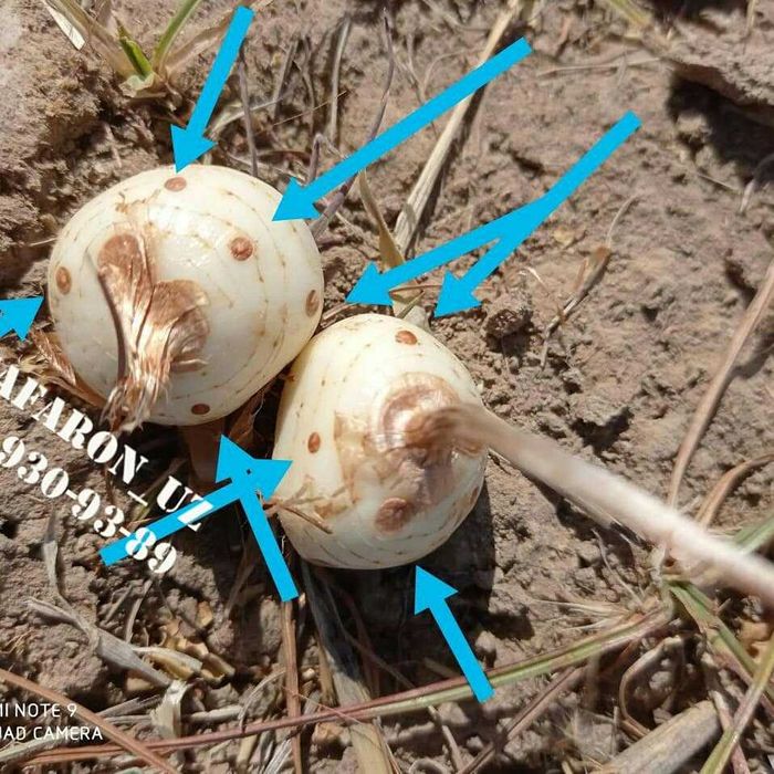 Заъфарон - шафран ўсимлиги тугунак пиёзлари сотилади zafaron shafran