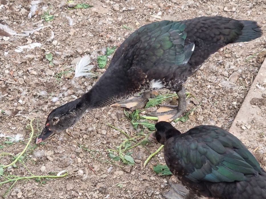 Boboci de rata leseasca neagra - ultimele 2 perechi + 1 ratoi