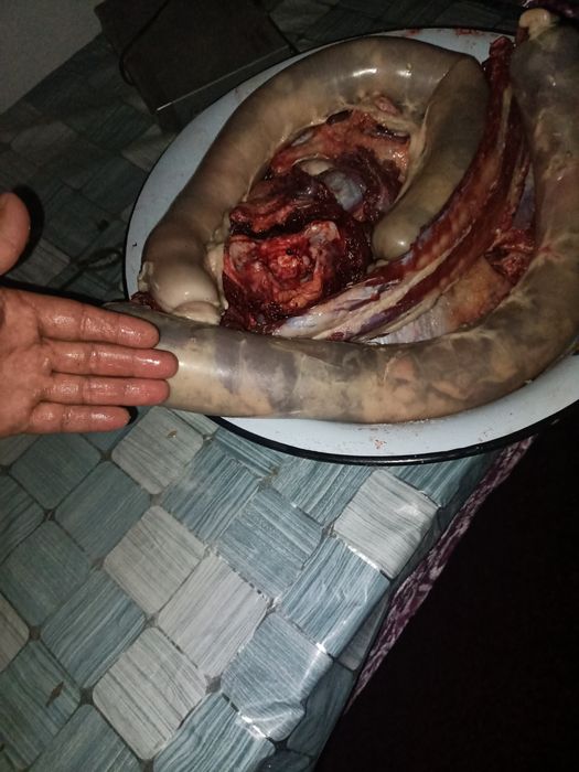 Жылқы еті соғым 1.5жасар