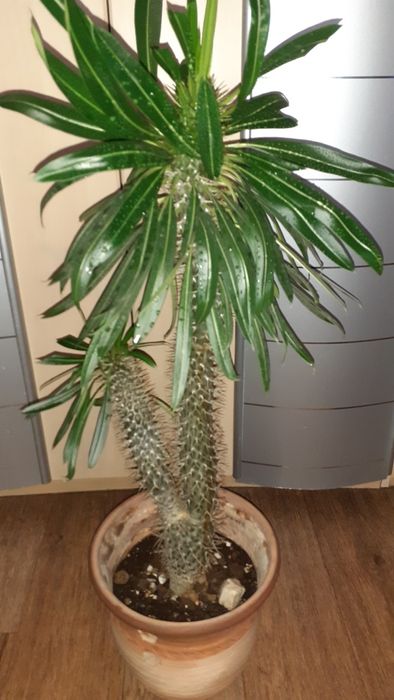 Пахиподиумы Суккуленты Цветы