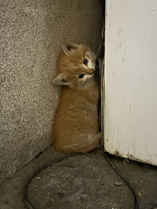 Котята отдам в хорошие руки