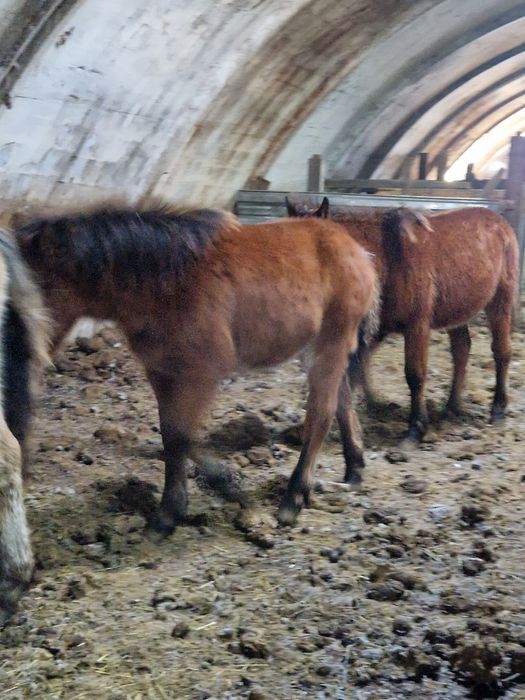 Продам 1 урхаши 2 ерке