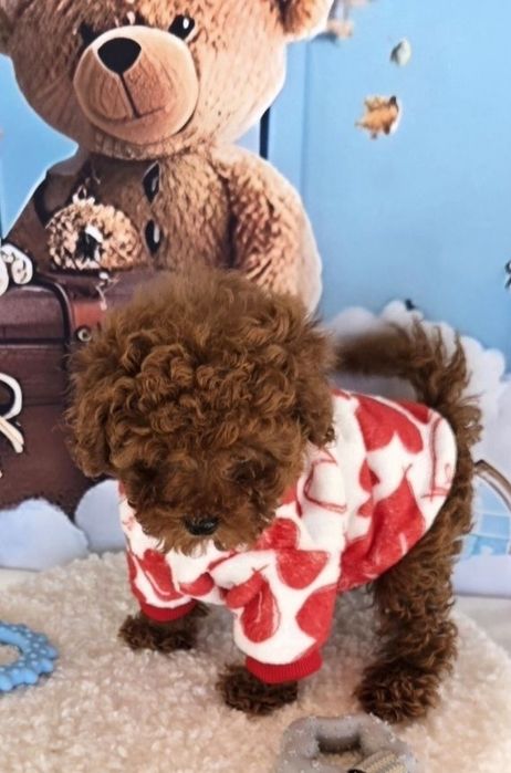 Пудел той с родасловие / Poodle toy