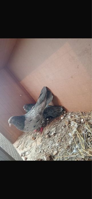 Голуби домашние