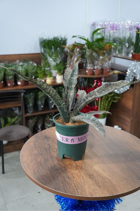 Сансевиерия Стар Каньон