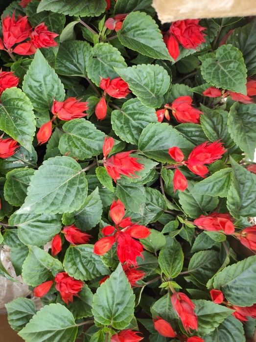 Тагесть Бархатцы