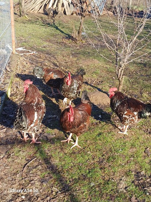 Ouă găini de rasă