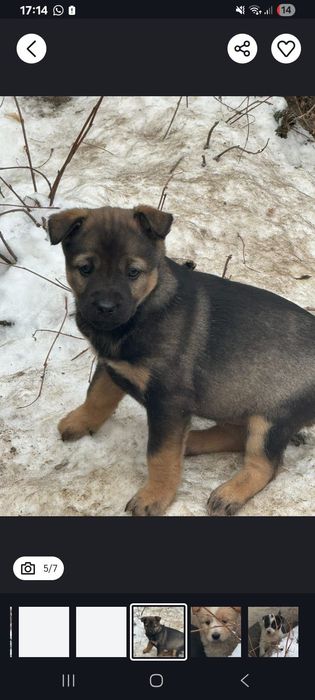 Милые щенята, девочки