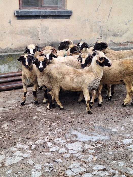 Berbecuti brezi de vanzare