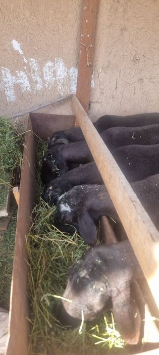 Qochqorlar sotiladi  10 dona