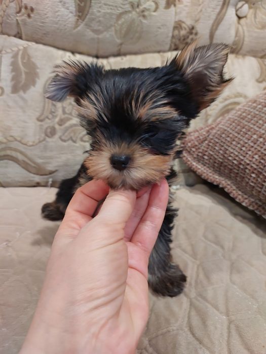 Продам Мини щенков Йорка.