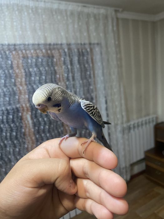 Ручные попугаии волнистые