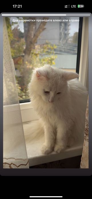 Пристраивается Турецкая Ангора