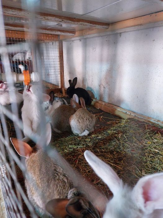 kalifornia quyonlari