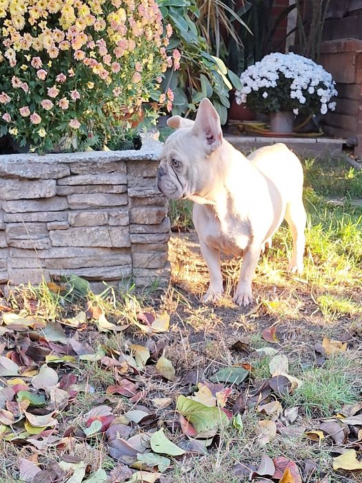 Bulldog francez femela