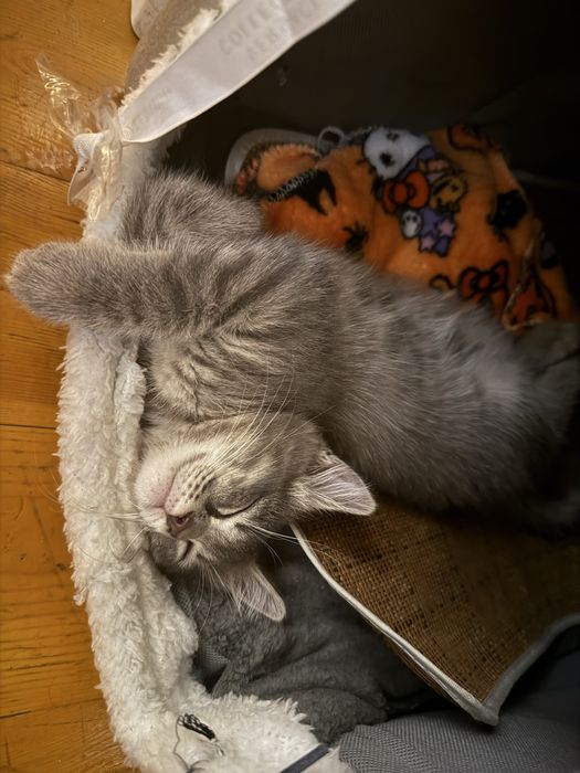 Серенькая милашка котенок 2,5 мес