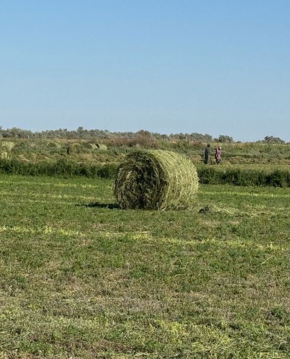 Жоңышқа сатылады,