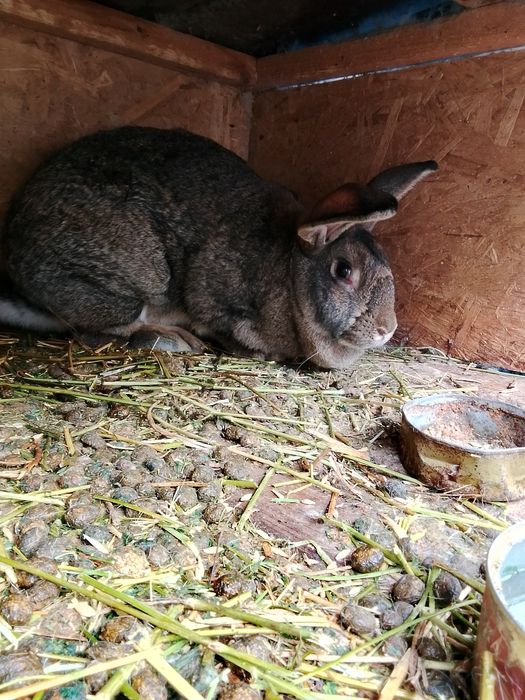 Продам кроликов разных