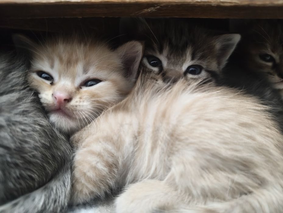 Отдам котят в руки