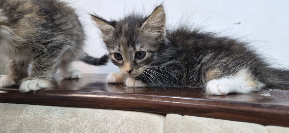 Котята 2,5 месяца отдам в добрые руки