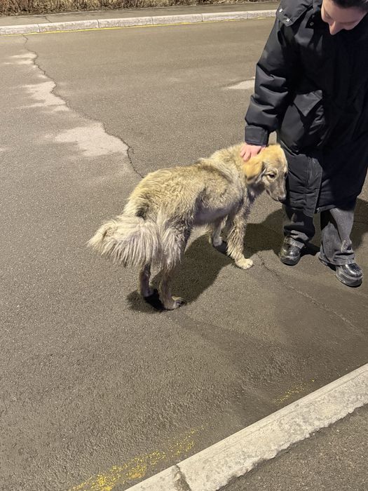 Собака около годика, дворьтерьер