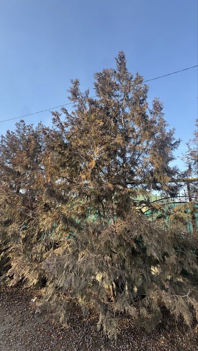 Продам Туи 4,5,6 метр самовыкоп