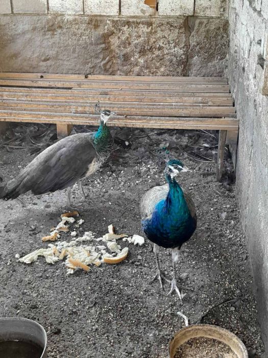 Чифт пауни арлекини