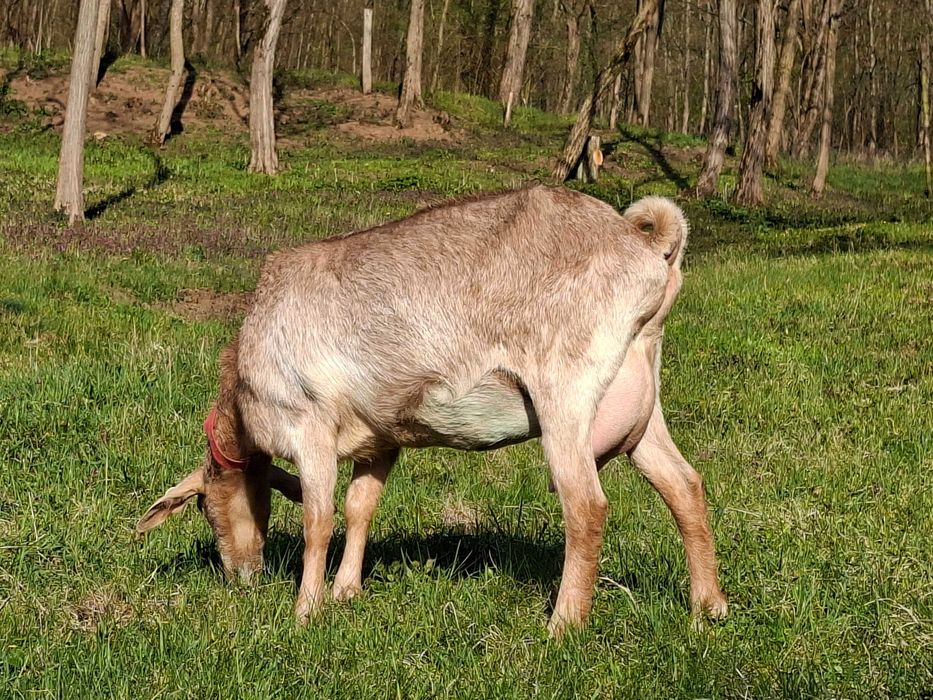Capre de vanzare