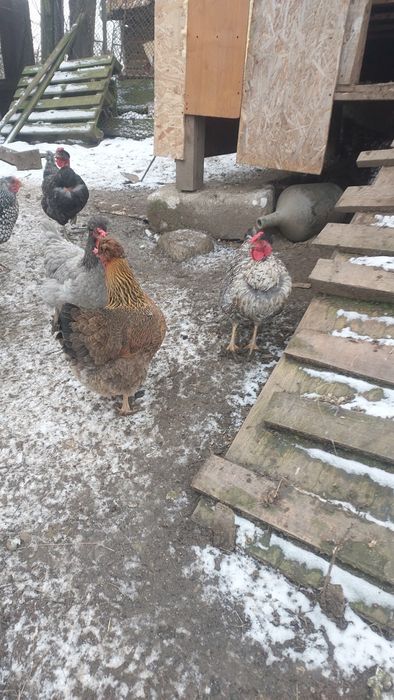 Oua incubat de la gaini motate,cu barba si cu gatul gol