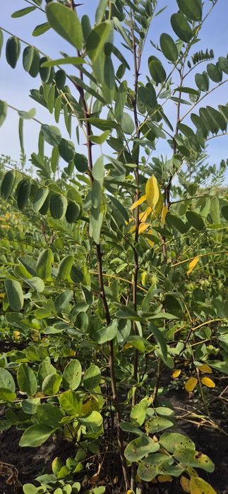 Puieți salcâm soiul robinia pseudoacacia