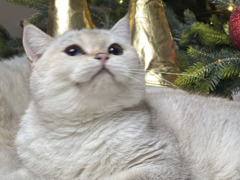 Девочка поинт NY1133 фото реальное