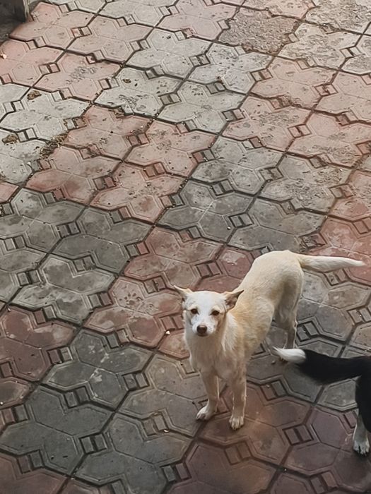 Отдам щенка девочка