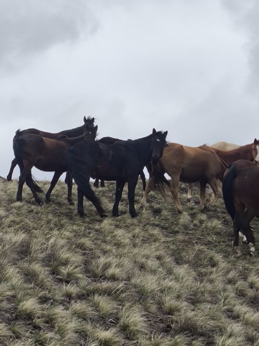 Айгыр жеребец 7 лет
