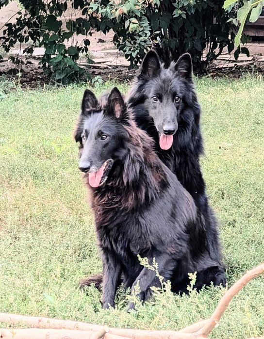 Ciobanesc belgian groenendael