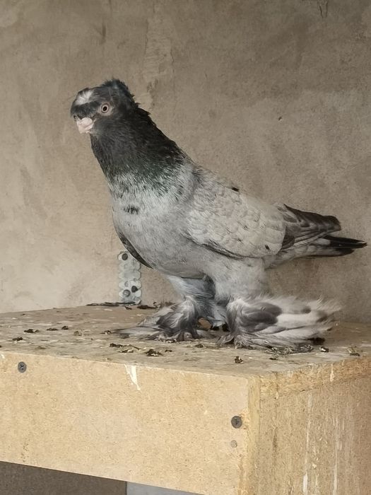 Голубы шалхар самец