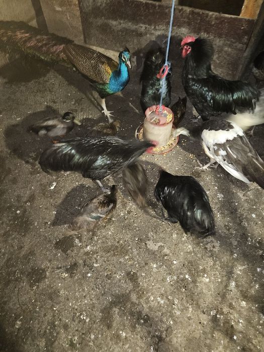 Gaini cocosi Australorp Rate Salbatice