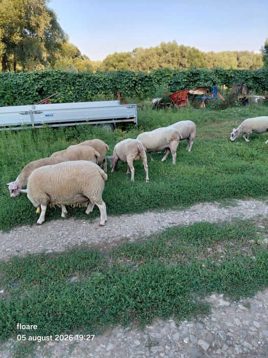 Oi berbec texel 12 bucati