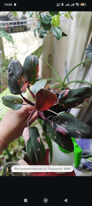 Комнатные растения