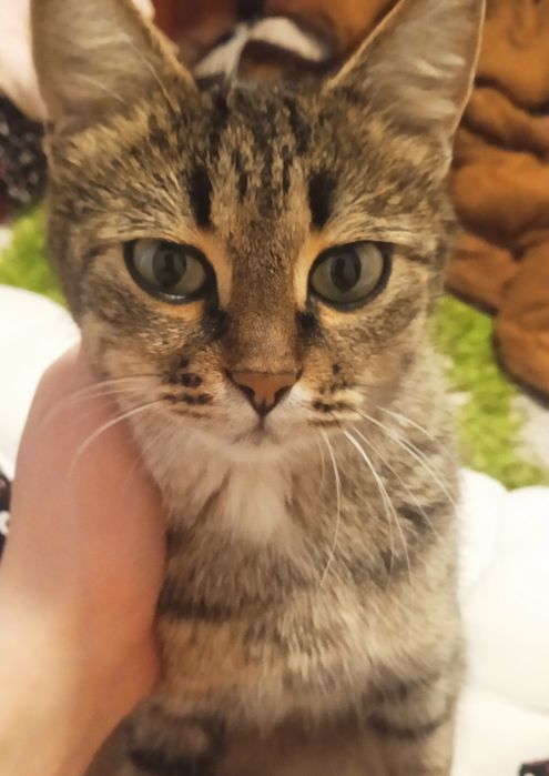 Mushukni haqiyaga beramiz