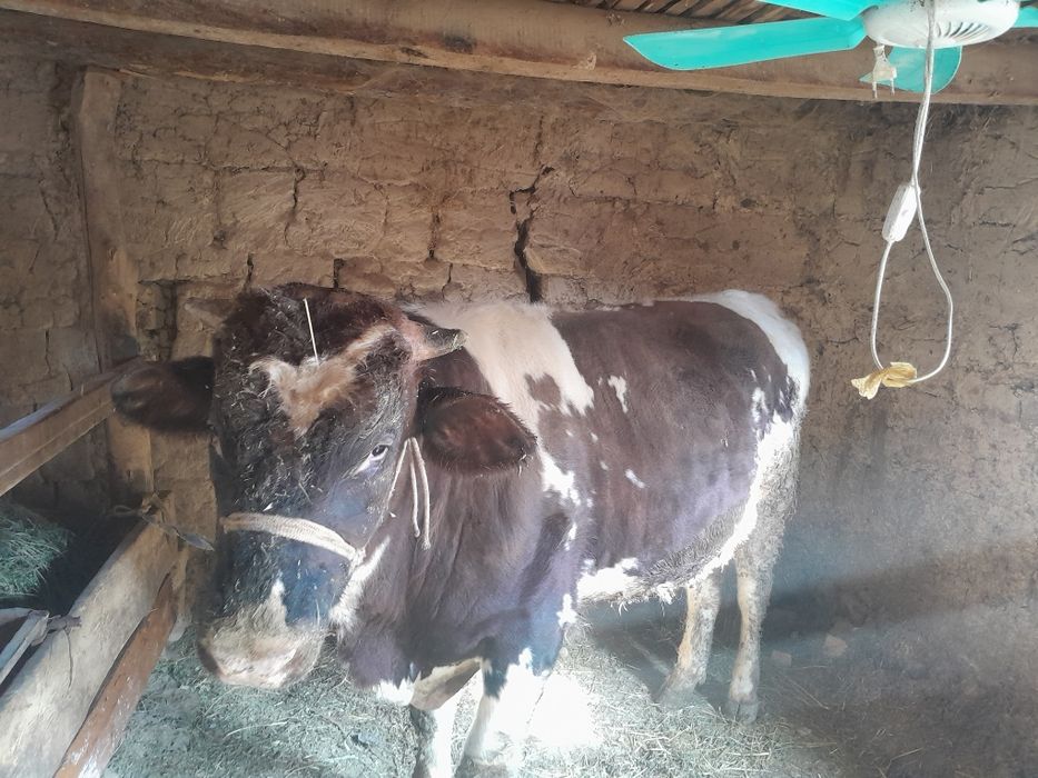 Buqa satiladi gbrit 2yaw