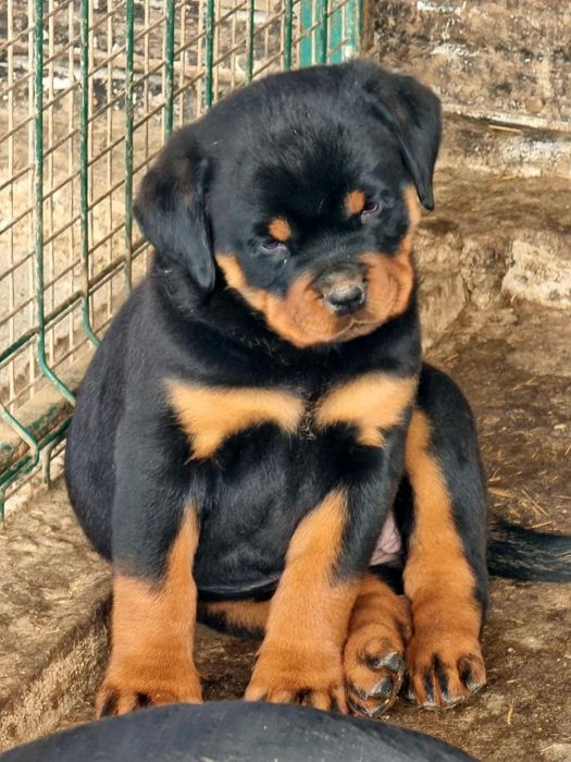 Pui Rottweiler cu pedigreu Craiova • OLX.ro