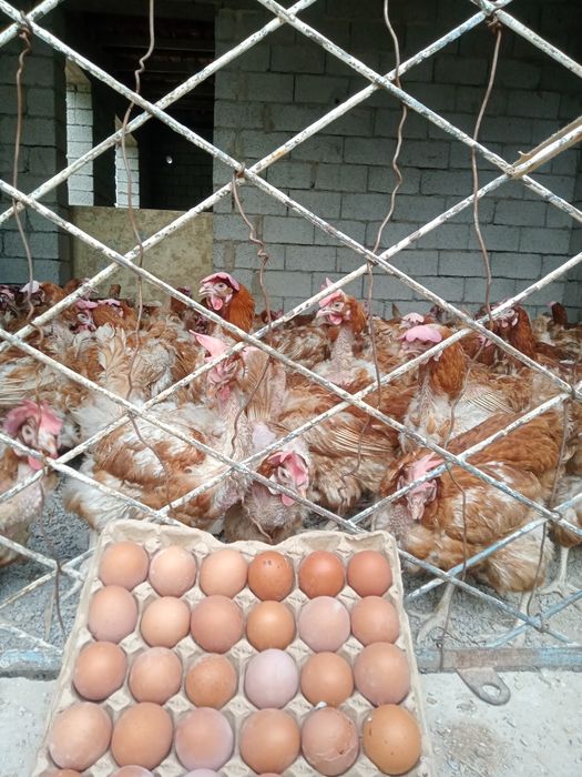 Жігіт қалай қолын қыздың китесіне салды