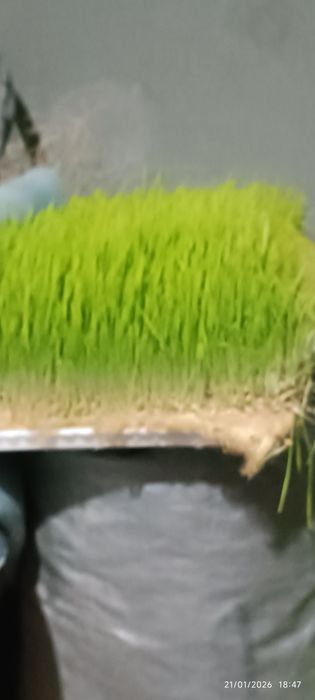 Gidroponika usulida óstirilgan / undirilgan bug'doy & arpa