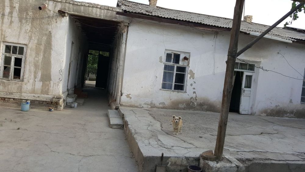 Yer ushastkasi hovli