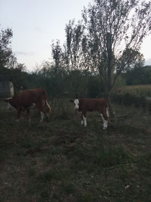 Vand vaca cu viței